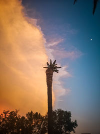 Low angle view of silhouette tree against sky during sunset