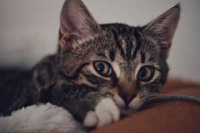 Close-up portrait of cat relaxing on bed