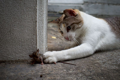 A cat is catching a small mouse