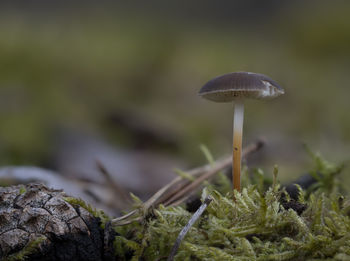 Close-up of mushroom growing on field