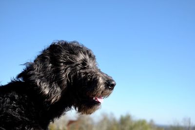 Low angle view of dog against blue sky
