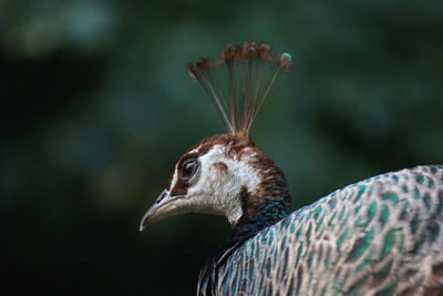 Close-up of female peacock looking away