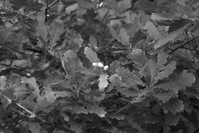 Close-up of plants