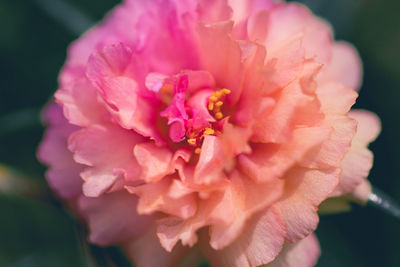 Close-up of pink rose