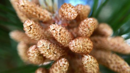 Close-up of flowers against blurred background