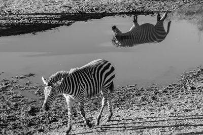 Zebra on shore against sky