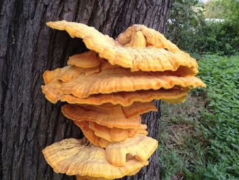 Close-up of yellow mushroom growing on tree trunk