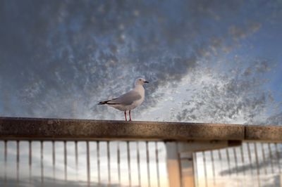 Birds perching on railing