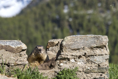 Marmot by stone wall