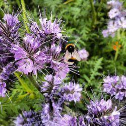 Close-up of honey bee pollinating flower