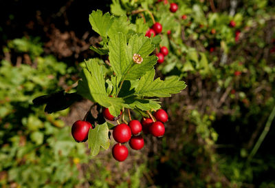 Vivid red berries hanging in the woods