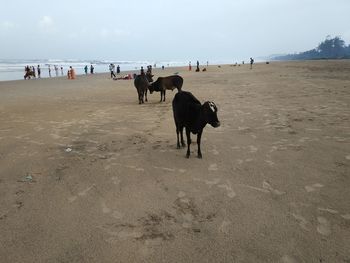 Cows on beach against sky