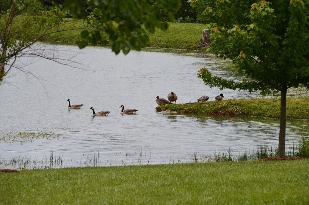 bird, animal themes, animals in the wild, water, wildlife, grass, duck, lake, swimming, nature, green color, medium group of animals, tree, reflection, water bird, flock of birds, swan, tranquility, beauty in nature