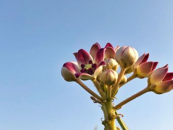 Low angle view of pink flowering plant against clear sky