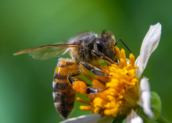 Close-up of butterfly pollinating on flower