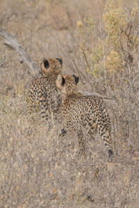 High angle view of cats on ground