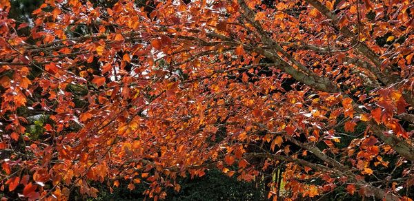 Full frame shot of autumnal tree