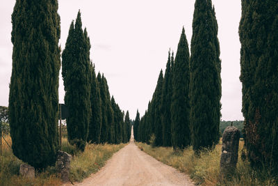 Panoramic shot of dirt road along trees and plants