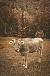 Cow on grassy field against trees