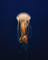 Jellyfish swimming underwater in aquarium