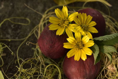 Close-up of yellow flowering plants