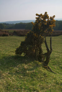 Tree on field against sky