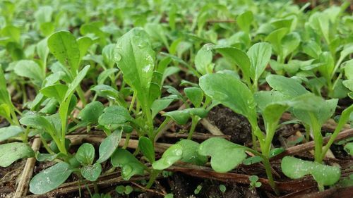 Close-up of fresh green plants growing in field