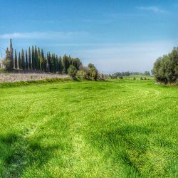 Scenic view of grassy field against sky