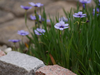 Close-up of purple flowering plants on land