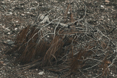 High angle view of dead plant on field