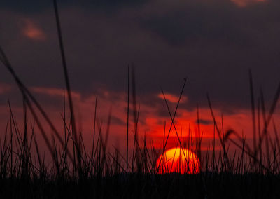 Silhouette plants on field against romantic sky at sunset