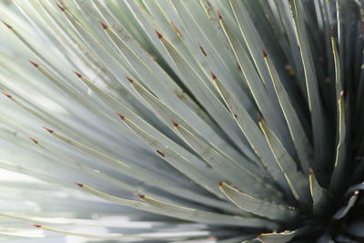 Close up of leaf