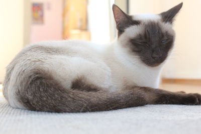 Close-up of cat lying down