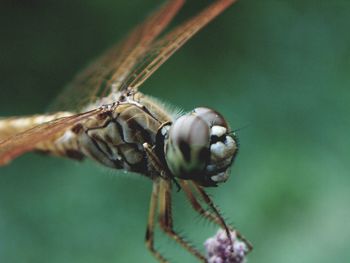 Close-up of insect on leaf