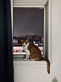 Cat sitting on window sill
