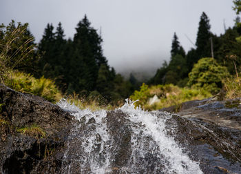 Close-up of water flowing in forest against sky