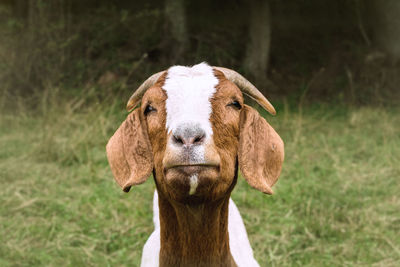 Close-up portrait of a horse on field