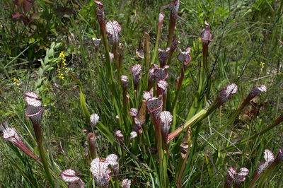 Close-up of flowers growing in field