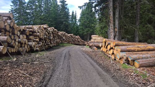 Stack of logs in forest