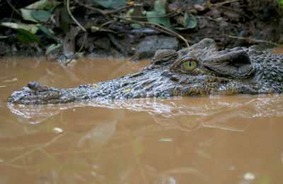 Close-up of alligator in water