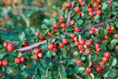 Close-up of berries growing on tree