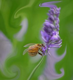 Close-up of bee pollinating on purple flower