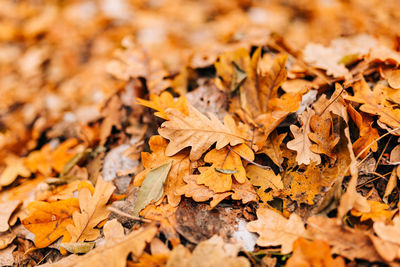 Close-up of dry maple leaves on land