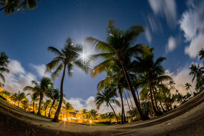 Palm trees against sky