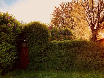 Trees in park against sky during autumn