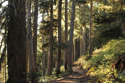 Pine trees in forest