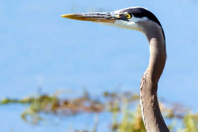 Close-up of heron