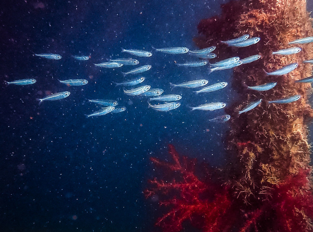 VIEW OF FISH IN SEA