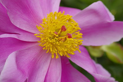 Close-up of pink flower