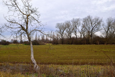 Bare trees on field against sky